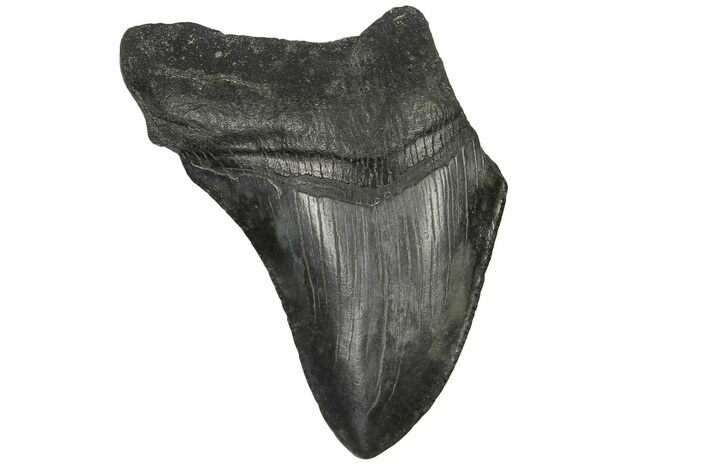 Bargain, Juvenile Megalodon Tooth - South Carolina #169321